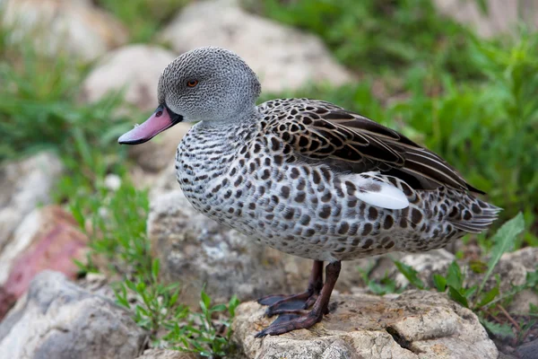 Vertrouwen vrouwelijke Mallard Duck met groene achtergrond — Stockfoto