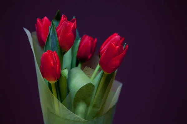 Букет червоних тюльпанів на фіолетовому фоні — стокове фото