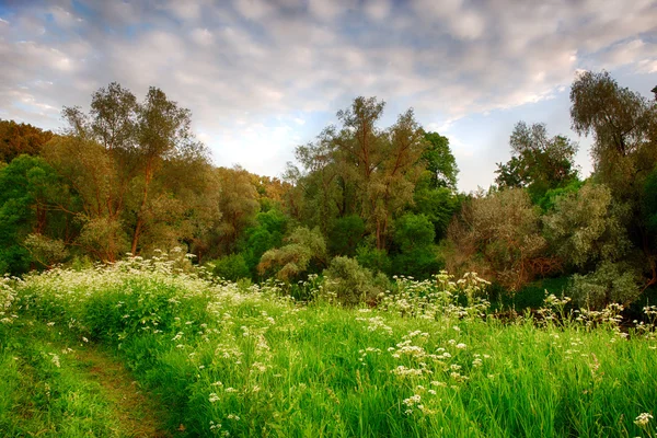 Sonnenaufgang im Frühling Nadelwälder Bäume. Naturwald. HDR — Stockfoto