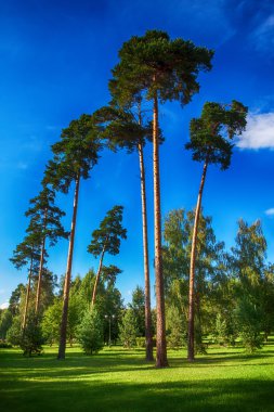 yüksek çam ağaçları yeşil park