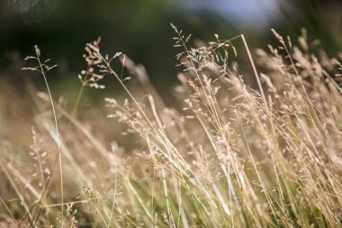 Yaz çimen çayır yakın çekim