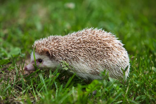 Junger Igel im grünen Gras — Stockfoto