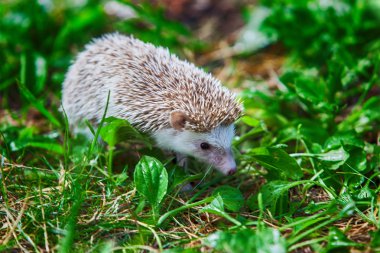 Yeşil çim genç kirpi