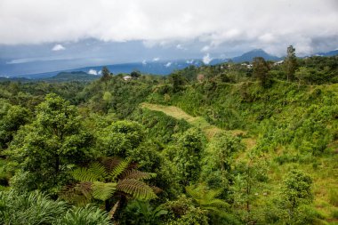 Ormandaki muhteşem pirinç tarlaları ve Bali 'deki Ubud yakınlarındaki dağ.
