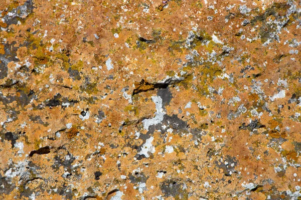 Musgo Amarillo Sobre Textura Piedra — Foto de Stock