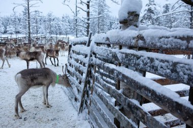 Ren geyiği sürüsü, kışın, Laponya, Kuzey Finlandiya