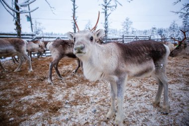 Ren geyiği sürüsü, kışın, Laponya, Kuzey Finlandiya