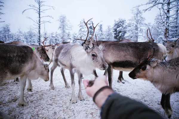 Reindeer herd. the man feeds the animals from the hand. Lapland, Northern Finland