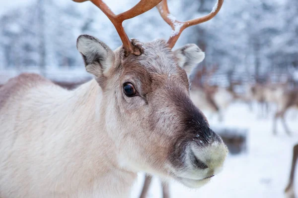 Stádo Sobů Zimě Laponsko Severní Finsko Zvířecí Zblízka Stock Obrázky