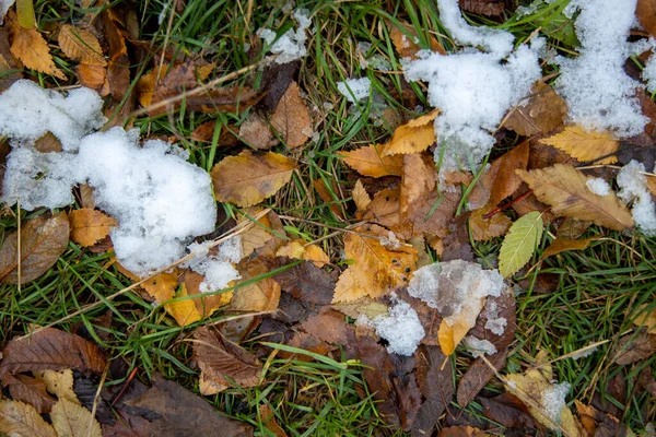 Première Neige Sur Une Pelouse Verte Recouverte Feuilles Colorées Tombées — Photo