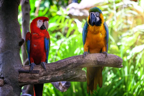 Twee Kleurrijke Ara Papegaai Zitten Tak Paar Vogels Zomerse Achtergrond Rechtenvrije Stockfoto's