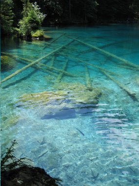 Blausee, Swizterland, yeşil mavi sularda batık ağaç gövdeleri