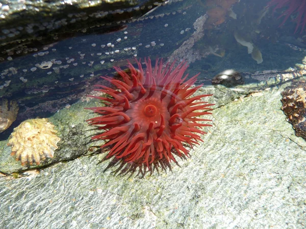 Anêmona do mar e limpezas em piscina de rocha rasa — Fotografia de Stock