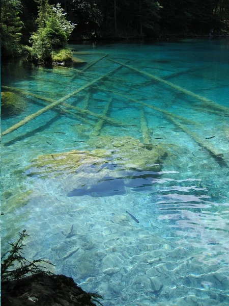 Blausee，Swizterland 的蓝绿色的海水淹没的树干 — 图库照片