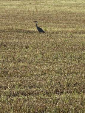 Yalnız heron bir alan erken sabah güneşinin ortasında kontrast