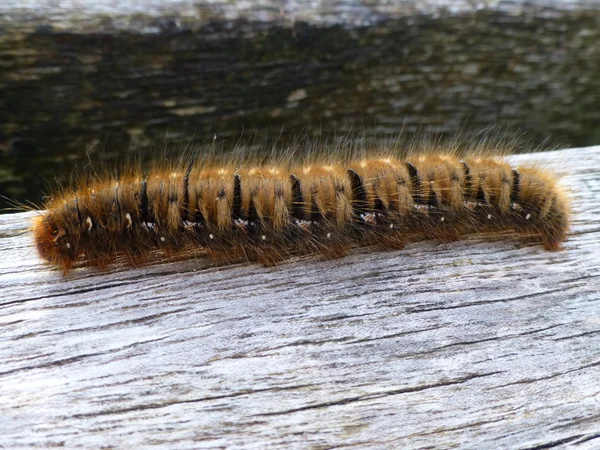 Hårig larv på ett väderbitna trä inlägg — Stockfoto