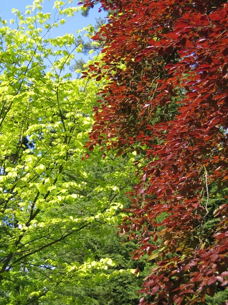 Copper Beech and common Beech tree in late Spring