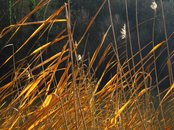 Water reeds illuminated by the late afternoon sun — Stock Photo, Image