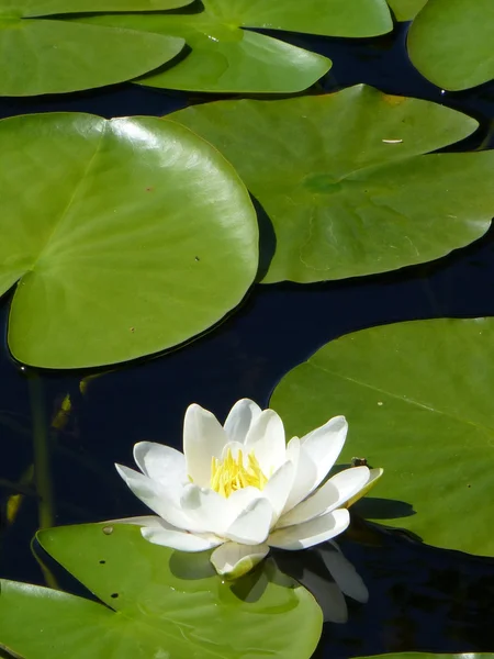 White water lily on lake with green lily pads