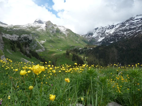 Engstlenalp，瑞士与沼泽金盏花在前景 — 图库照片