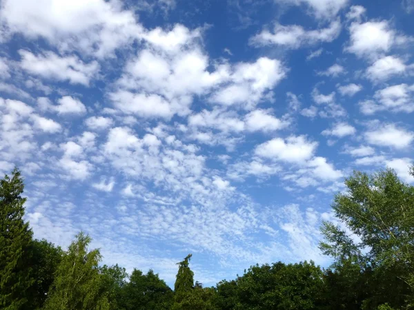 Σύννεφα Cirrus και treetops — Φωτογραφία Αρχείου