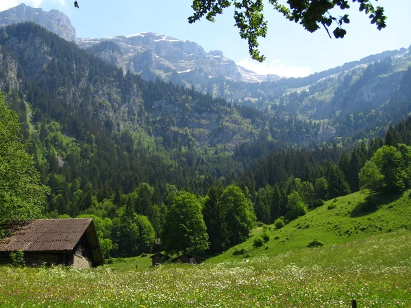 山、 林、 牧场以上 Brienzersee 湖，瑞士 — 图库照片