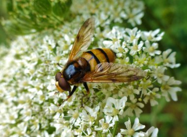 Beyaz çiçek üzerinde sürünen bir hornet 