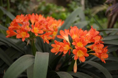 clivia miniata turuncu
