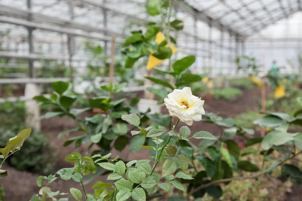 light rose in greenhouse