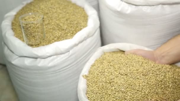 Barley malt in bags. The production of beer. Grain. Raw materials for brewing. Barley. Ingredients for beer production. Malt in hand. A man checks the quality of raw materials. — Stock Video