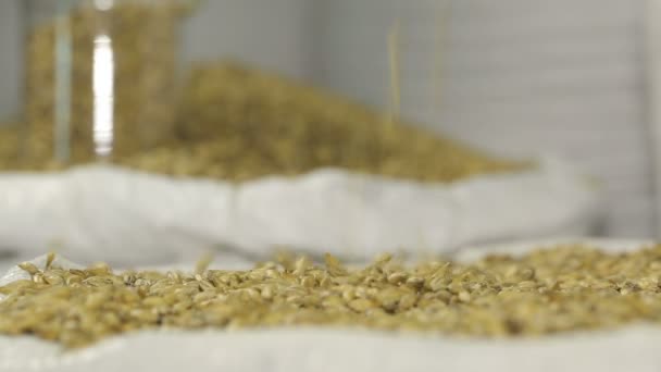 Barley malt in bags. The production of beer. Grain. Raw materials for brewing. Barley. Ingredients for beer production. Malt in hand. A man checks the quality of raw materials. — Stock Video