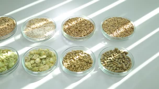 The ingredients for brewing on the table. Hops, malt. Grain, granules, lumps in glass containers. The rays of light. The pellets are. Lab. The quality of the raw materials for making beer. Brewing. — Stock Video