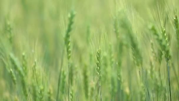 Прекрасное пшеничное поле на голубом небе с облаками. Зеленая пшеница в поле. Не зрелая пшеница . — стоковое видео