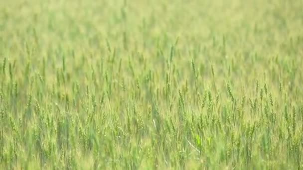 Güzel buğday alanında mavi gökyüzü bulutlu. Yeşil buğday alanında. Buğday olgun değil. — Stok video