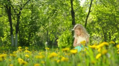 Küçük kız Dandelions güneşli bir çayırda toplama.