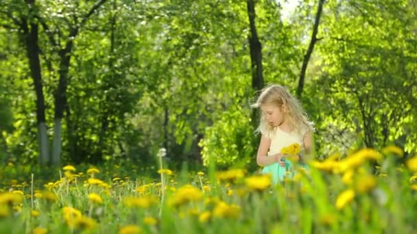 Kleines Mädchen pflückt Löwenzahn auf einer sonnigen Wiese. — Stockvideo