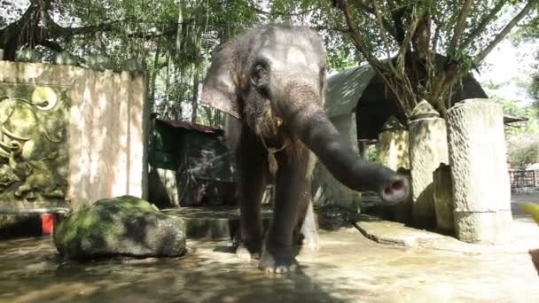 Meisje is het voeden van olifant in de dierentuin. Thailand, Phuket. — Stockvideo