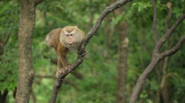 Makak maymunu bir ağaç üzerinde.