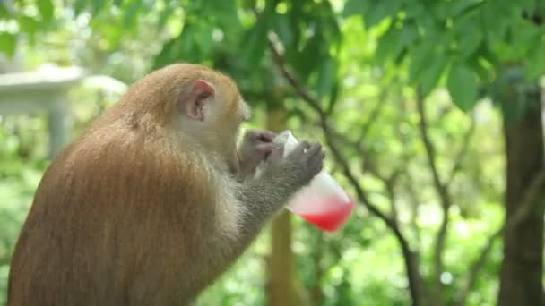 プラスチック製のコップから赤い花の蜜を飲む猿 — ストック動画