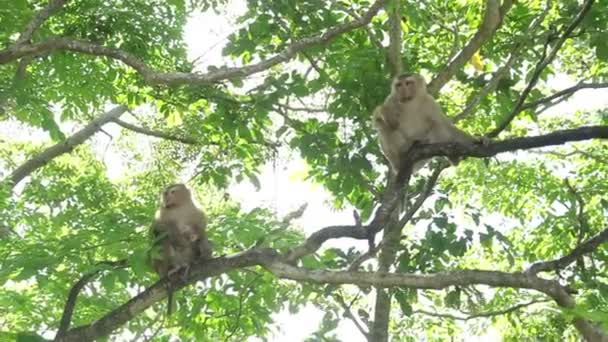 Makakenaffe auf einem Baum. — Stockvideo