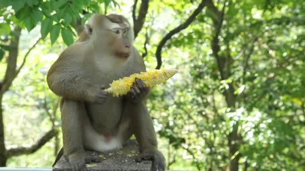Monkey sits and eats corn. — Stock Video