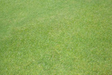 yeşil çim , spor alanı