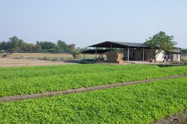 Tayland'da tarım kereviz.