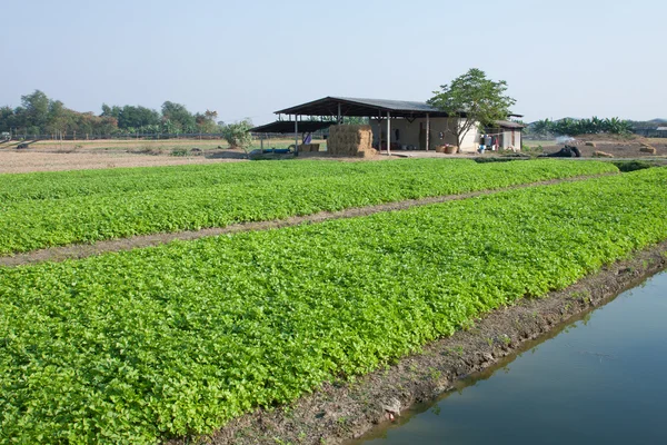Selleri jordbruk i Thailand. — Stockfoto