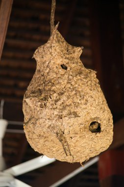 Evin çatı asılı büyük eşekarısı yuvası.