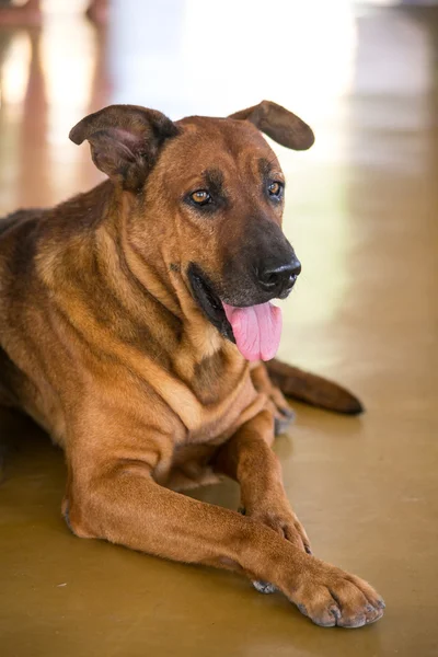 タイの犬の品種 — ストック写真