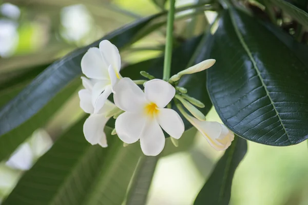 Frangipani bianco o fiore di Plumeria in Thailandia . — Foto Stock