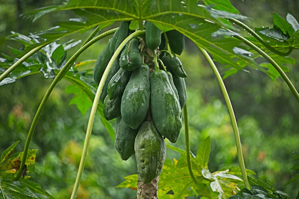 Geen Papaya en el árbol . — Foto de Stock