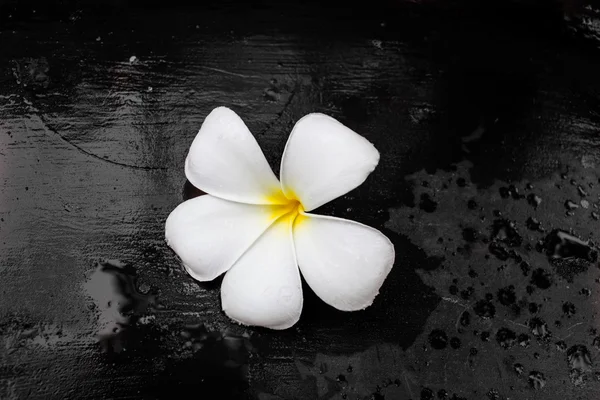 Plumeria çiçek siyah — Stok fotoğraf