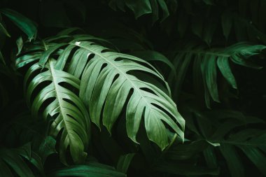 Canavarın tropikal yeşil yaprakları ya da bölünmüş yapraklı filodendron yağmur ormanları yaprağı.